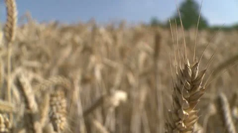NAT-0018 Slide to wheat ear macro Video stock 22222986
