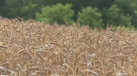 NAT-0019 Wheat field 2 Video stock 22223075
