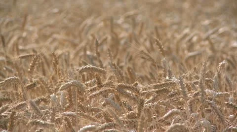 NAT-0023 Wheat field 4 Stock Footage 22224778