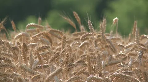 NAT-0024 Wheat field left pan Stock Footage 22224828
