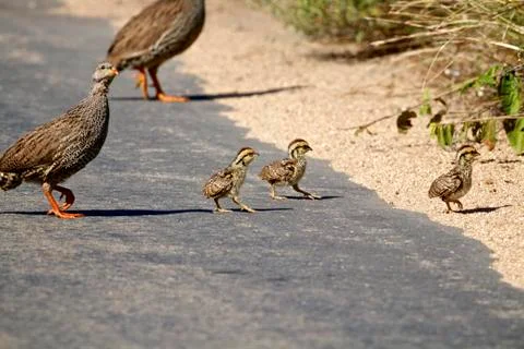 Natal francolin Stock Photos