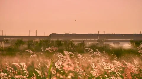 Natal Grass in the foreground, a moving train in the background. Stock Footage 253192057
