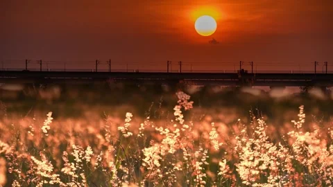 Natal Grass in the foreground, sunset and a moving train in the background. Stock Footage 253190452