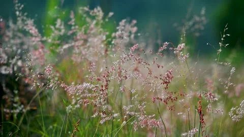 The Natal grass sways with the wind, as beautiful as dancing. Stock Footage 253191201