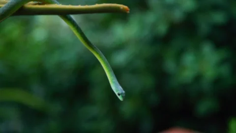 Natal Green Snake - slithering down aloe Stock Footage 111392072