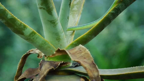 Natal Green Snake - slithering down aloe Stock Footage 111392091