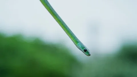 Natal Green Snake - slithering down aloe, close up Stock Footage 111392101