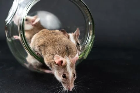 Natal multimammate mouses Stock Photos