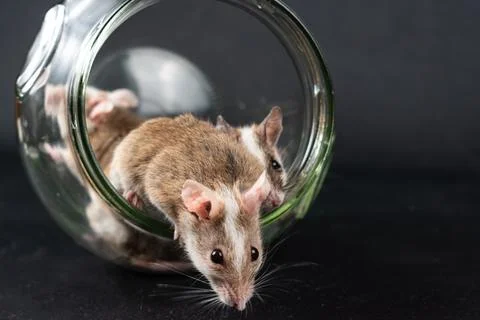 Natal multimammate mouses 写真素材