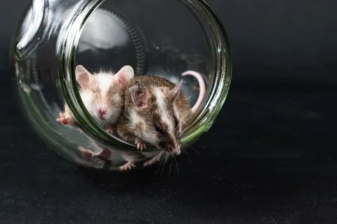 Natal multimammate mouses 스톡 사진