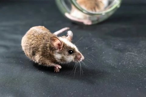 Natal multimammate mouses 写真素材