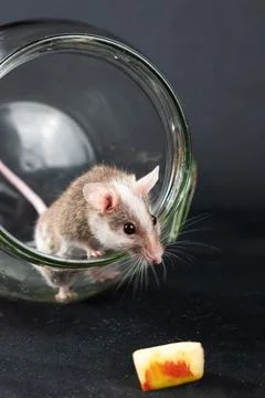Natal multimammate mouses Stock Photos