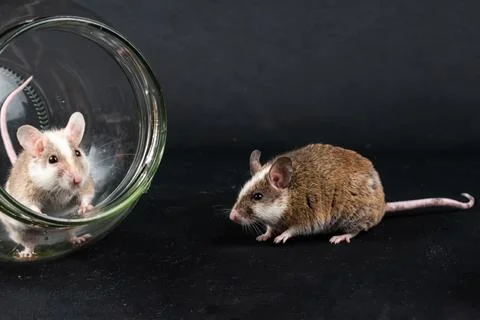Natal multimammate mouses Stock Photos