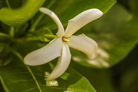 A Natal Palm bloom Stock Photos