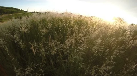 Natal Red-top Grass and sunset Stock Footage 68064723
