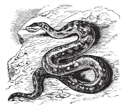 Natal rock python or Python sebae natalensis vintage engraving Stock-Illustration