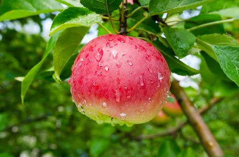 Natalia Synenko Stock Photos