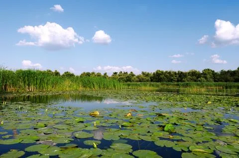 Natalia Synenko Stock Photos