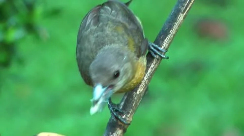National Bird of Costa Rica, Clay Colored Trush Stock Footage