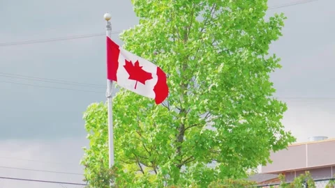 National flag of Canada flying on flagpole next to summer tree 库存影片 340006043