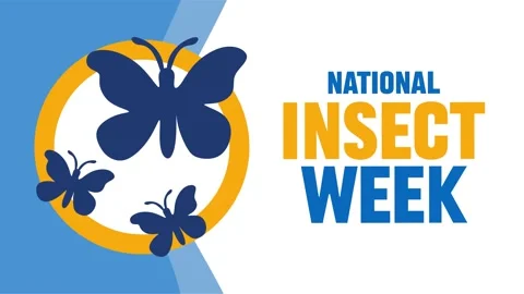 National insect week for insect conservation Stock Footage 327106310