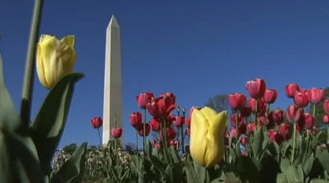 National Mall Stock Footage 10877165