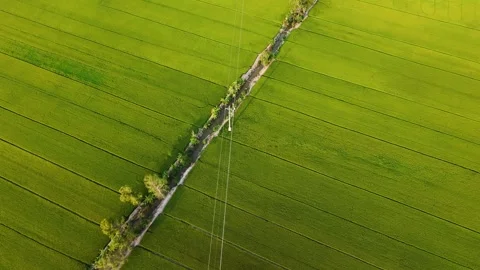 National power grid crossing over lush green rice fields Vídeos de archivo 335809352