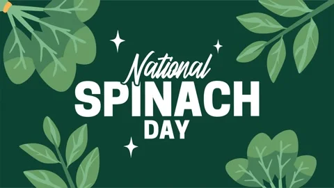 National Spinach Day for spinach lovers Stock Footage 345545443