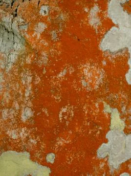 Native abstraction, pattern, lichen of orange color on tree Foto stock