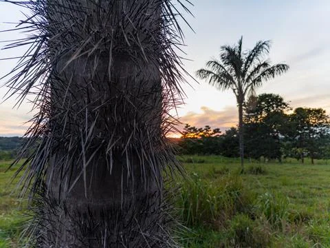 Native Amazon Palm Tree Thorns Detail at Sunset Stock Photos
