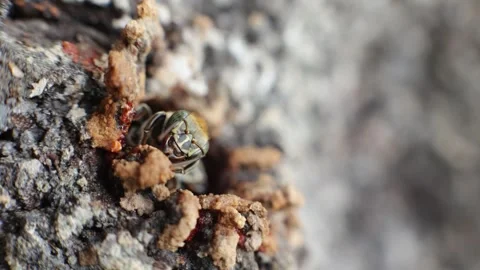 Native Amazonian stingless bees in the jungle of Iquitos, Peru Stock Footage 332883142