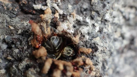 Native Amazonian stingless bees in the jungle of Iquitos, Peru Stock Footage 332883147