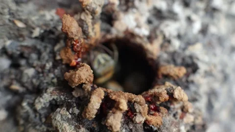 Native Amazonian stingless bees in the jungle of Iquitos, Peru Stock Footage 332883148