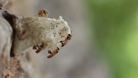 Native Amazonian stingless bees in the jungle of Iquitos, Peru Stock Footage 332883675