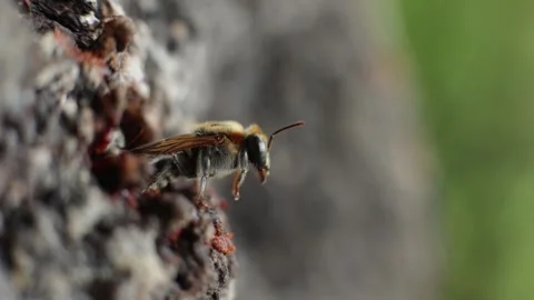 Native Amazonian stingless bees in the jungle of Iquitos, Peru Stock Footage 332883685