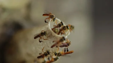 Native Amazonian stingless bees in the jungle of Iquitos, Peru Stock Footage 332883703