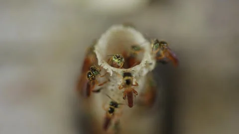 Native Amazonian stingless bees in the jungle of Iquitos, Peru Stock Footage 332883710