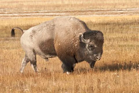 Native American Bison Stock Photos