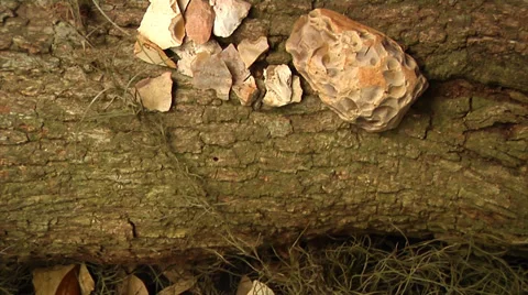 Native American chert stone chipper and fragments, crane move Stock Footage 37085985