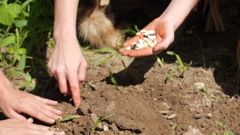 Native American, primitive early American crop and planting seeds Stock Footage 196264782