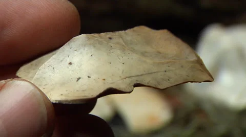 Native American stone cutter, scraping tool Stock Footage 37120618