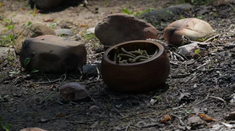 Native Americans - Food Vidéo 63498792