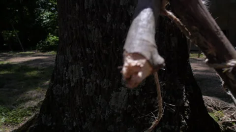 Native Americans - Stretched Deer Hide Pelt Stock Footage 63749756