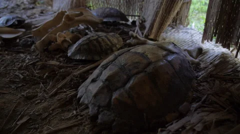 Native Americans - Turtle Shells &amp; Bones 動画素材 63498814