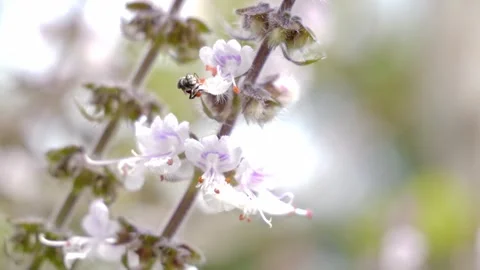 Native Australian Bee Collecting Nectar On Flowers - Close Up Stock Footage 312195894