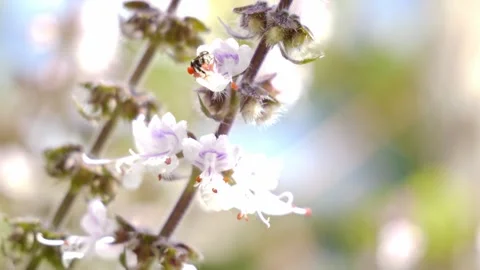 Native Australian Bee Collects Pollen From White And Lavender Basil Flowers Stock Footage 313870721
