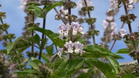 Native Australian Bee Flying Around Flowers In QLD, Australia - Close Up Stock Footage 312318143