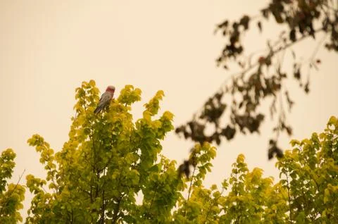 Native australian bird sitting in a tree in a smoke haze Stock Photos