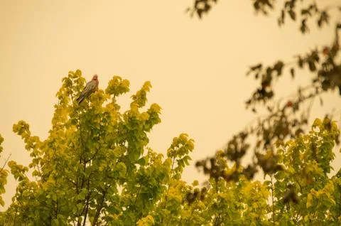 Native australian bird sitting in a tree in a smoke haze Foto stock
