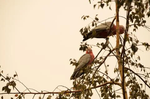 Native australian bird sitting in a tree in a smoke haze Stock Photos